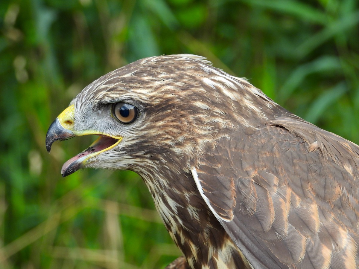 Common Buzzard - ML639985807
