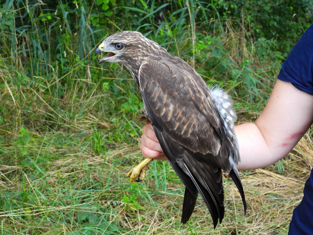 Common Buzzard - ML639985808