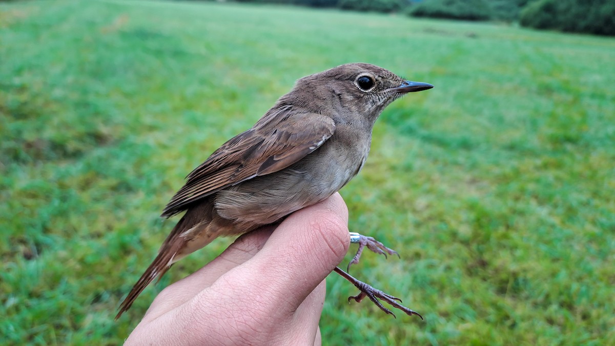 Common Nightingale - ML639985813