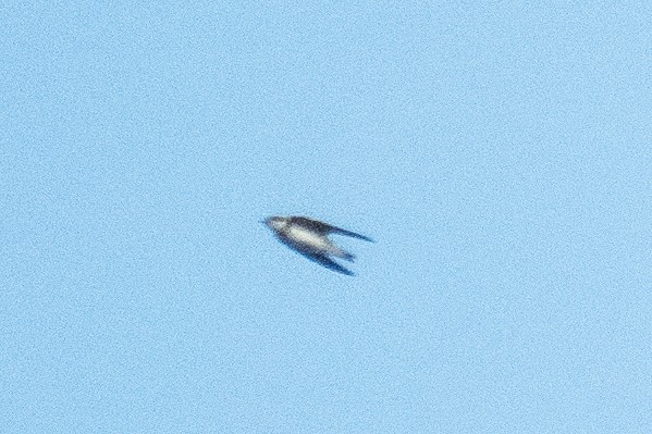 Bank Swallow - ML639985841