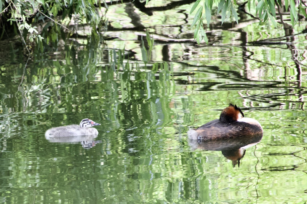 Great Crested Grebe - ML639985845