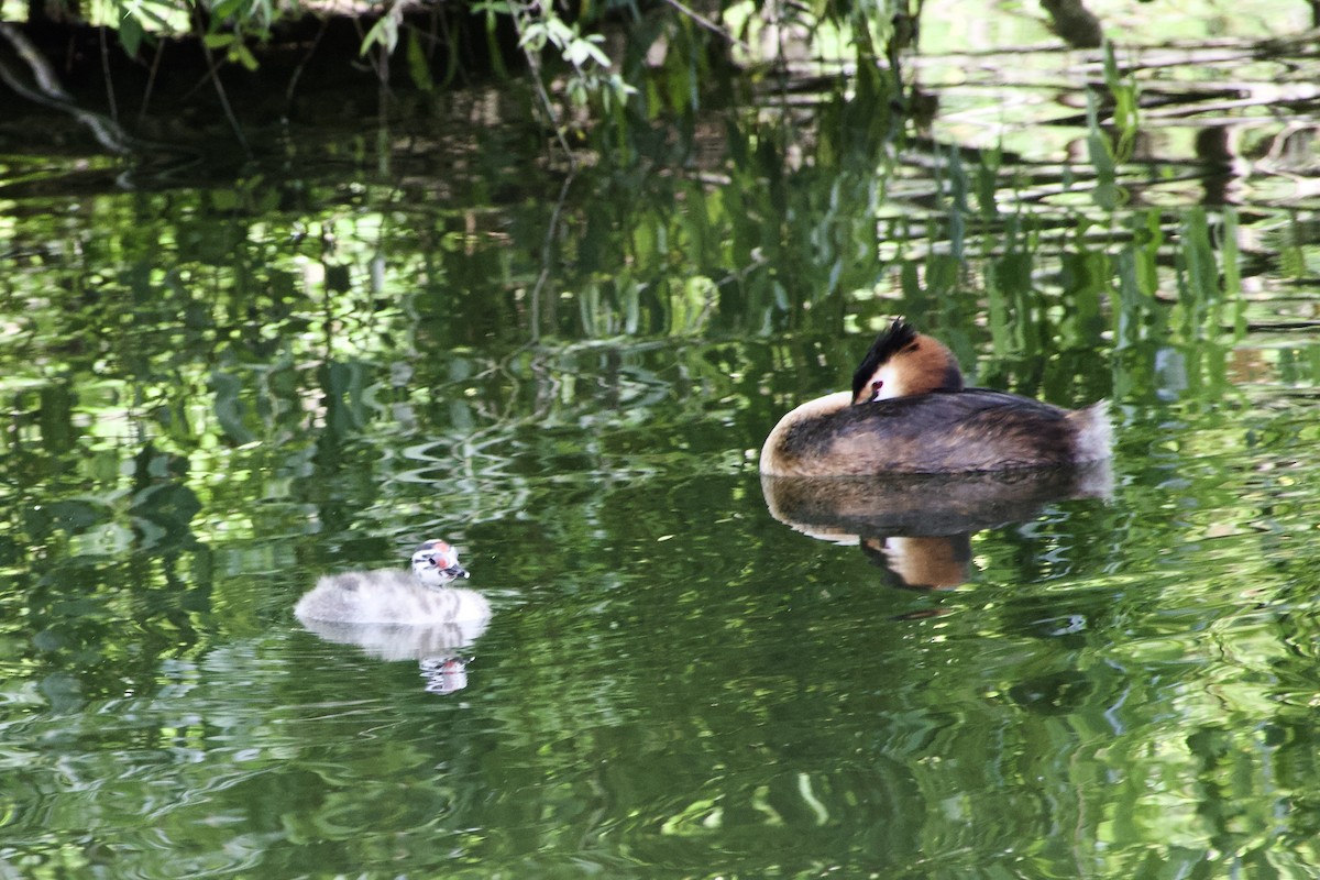 Great Crested Grebe - ML639985846