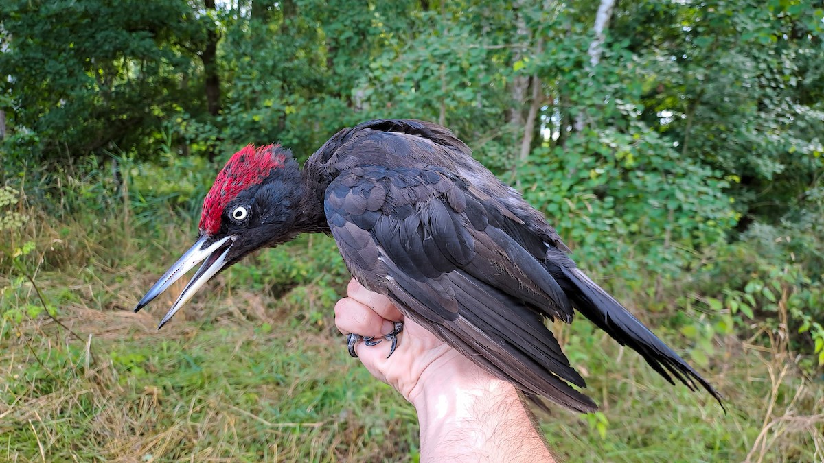 Black Woodpecker - ML639985848
