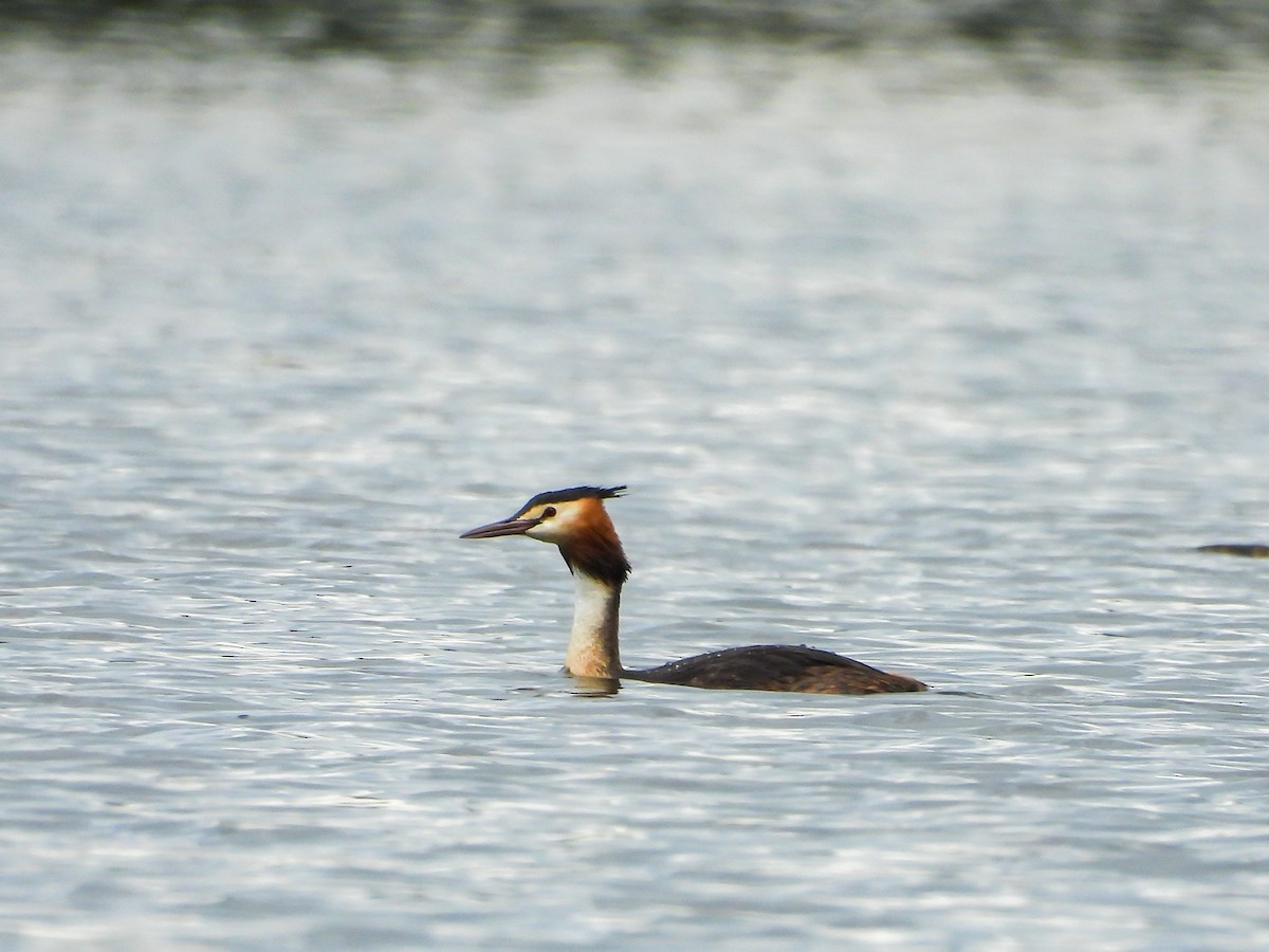 Great Crested Grebe - ML639985853