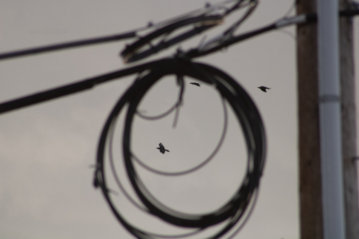 American Crow - ML639985863