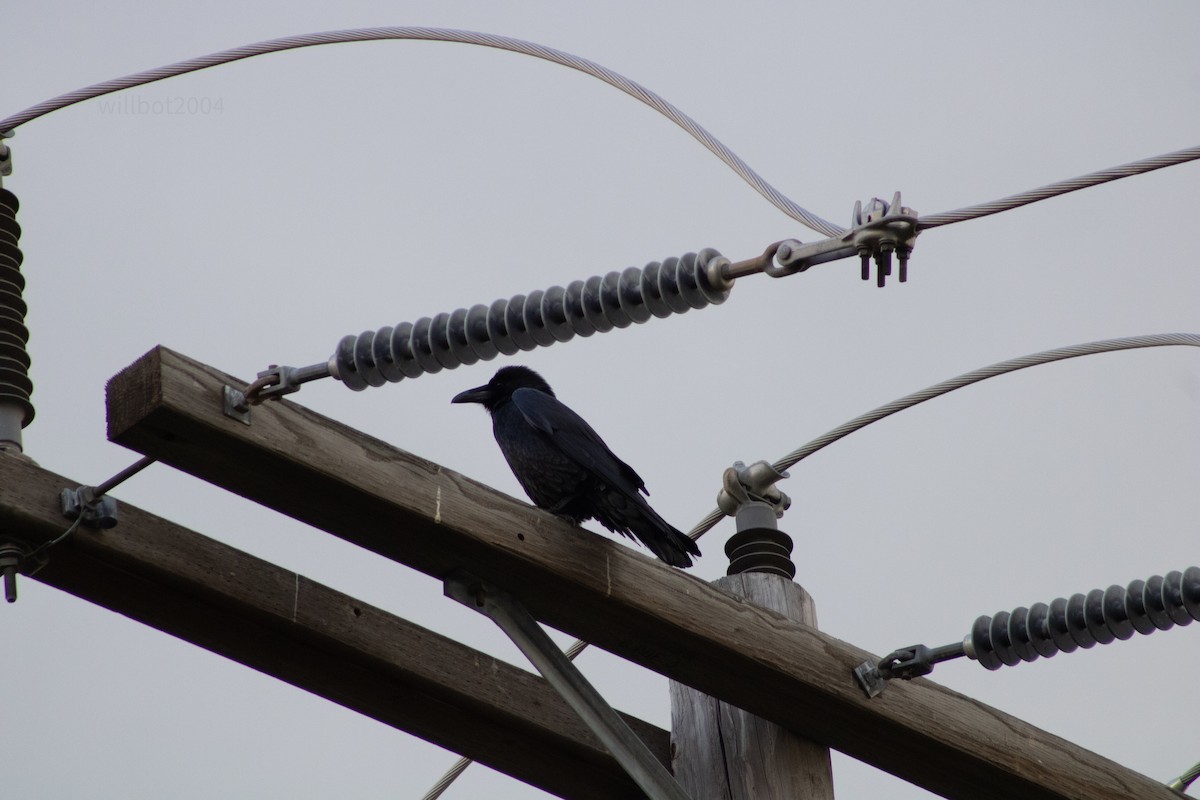 American Crow - ML639985864