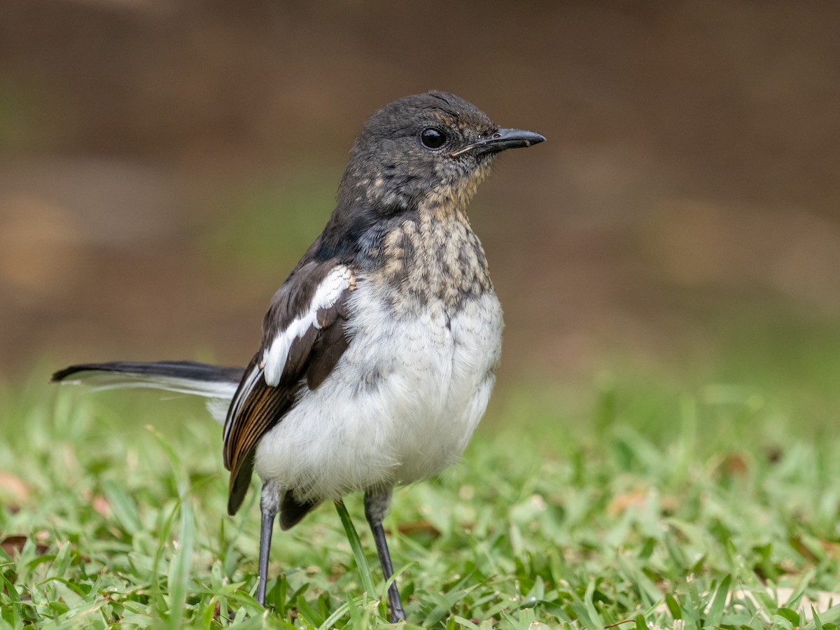 Oriental Magpie-Robin - ML639985876