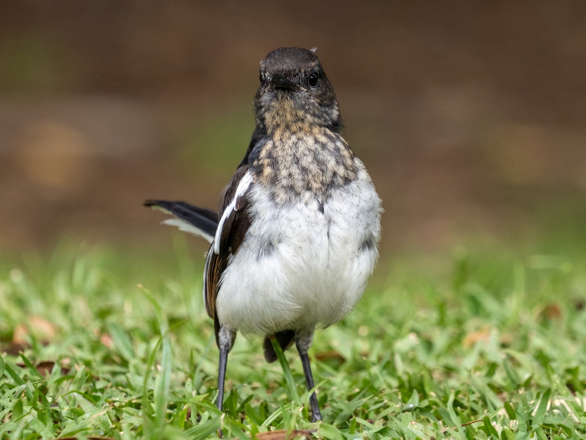 Oriental Magpie-Robin - ML639985877