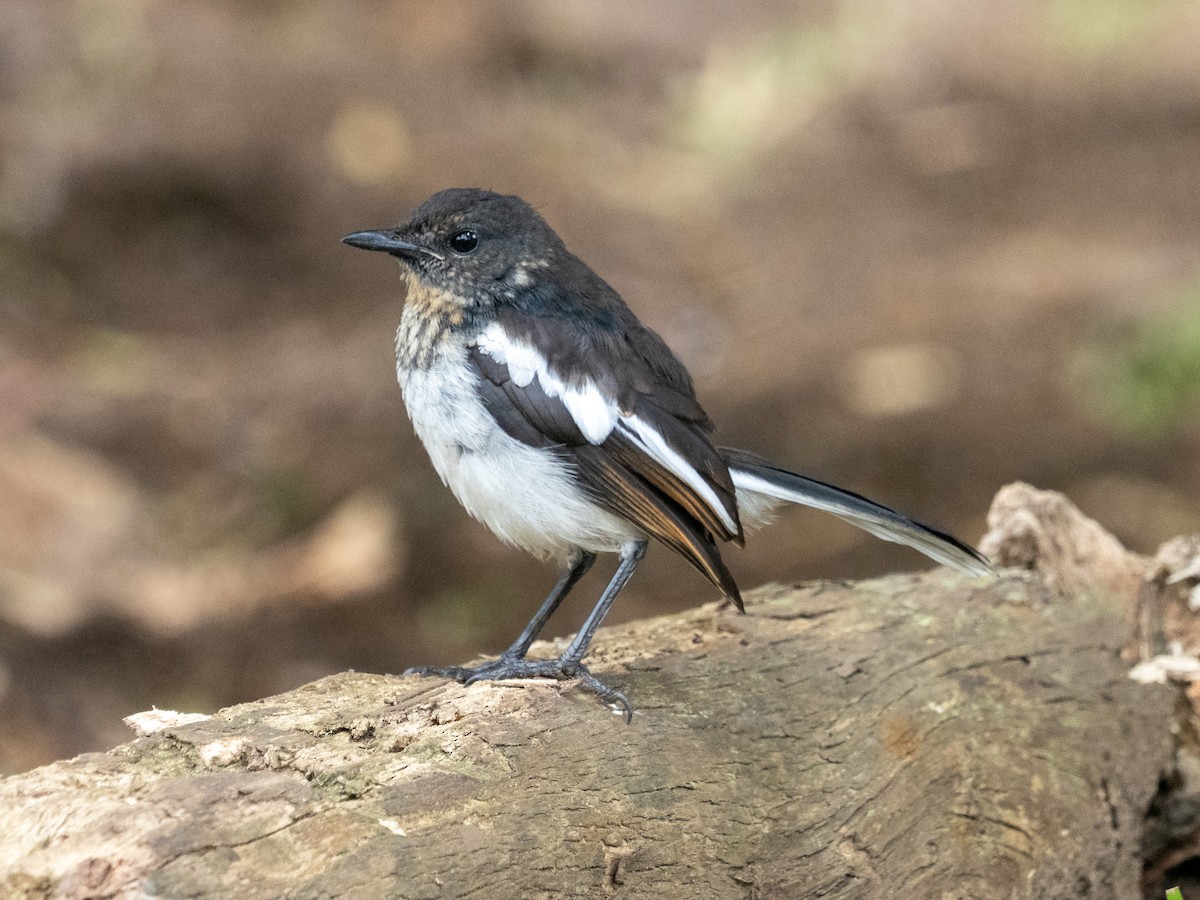 Oriental Magpie-Robin - ML639985878
