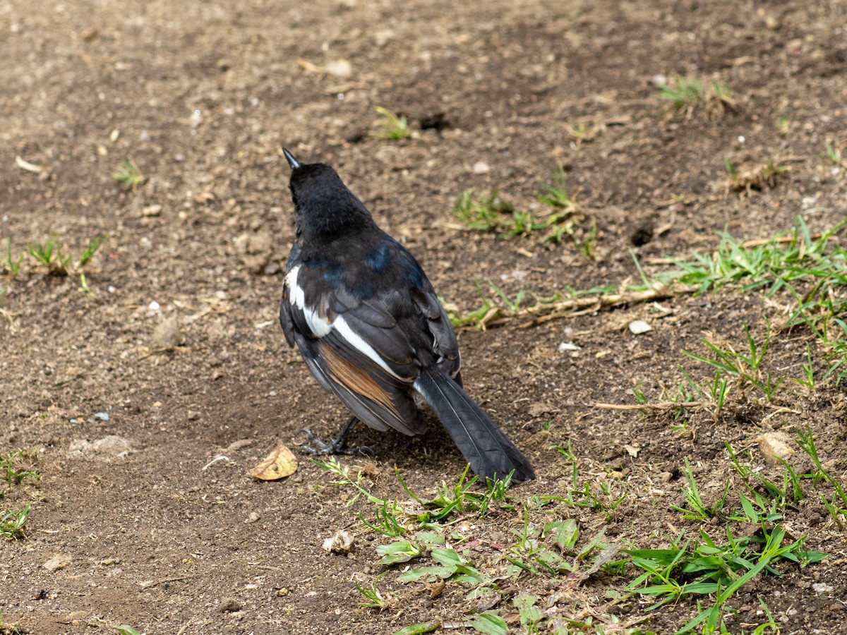 Oriental Magpie-Robin - ML639985879
