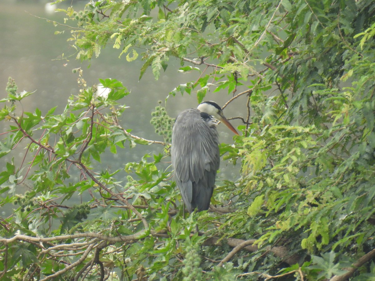 アオサギ - ML639985887