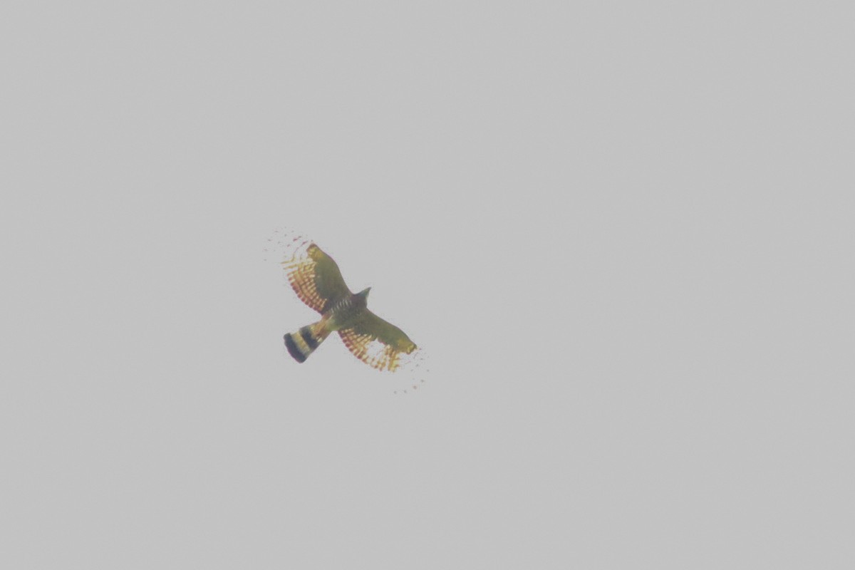 Hook-billed Kite - ML639985898