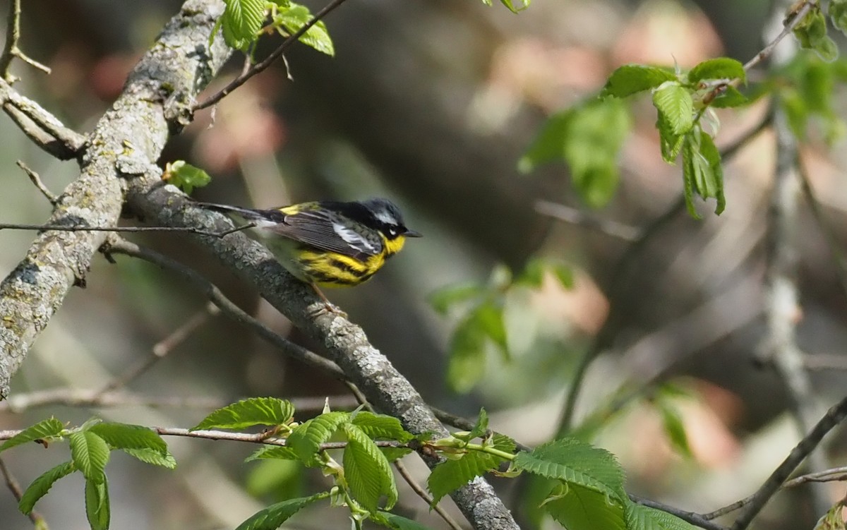 Magnolia Warbler - ML639985900