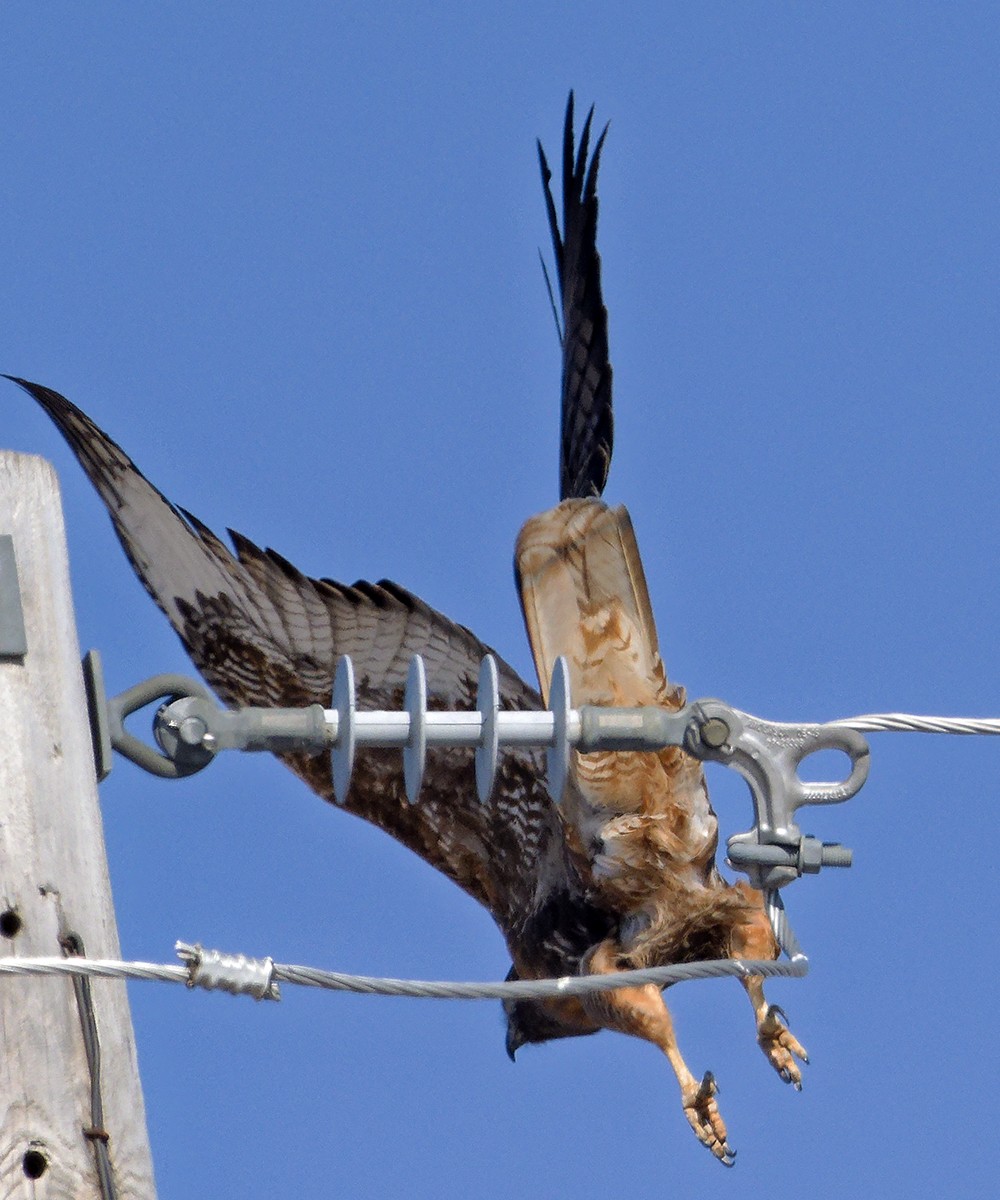 Red-tailed Hawk (calurus/abieticola) - ML639985902