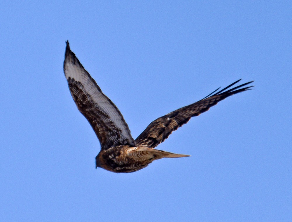 Red-tailed Hawk (calurus/abieticola) - ML639985904