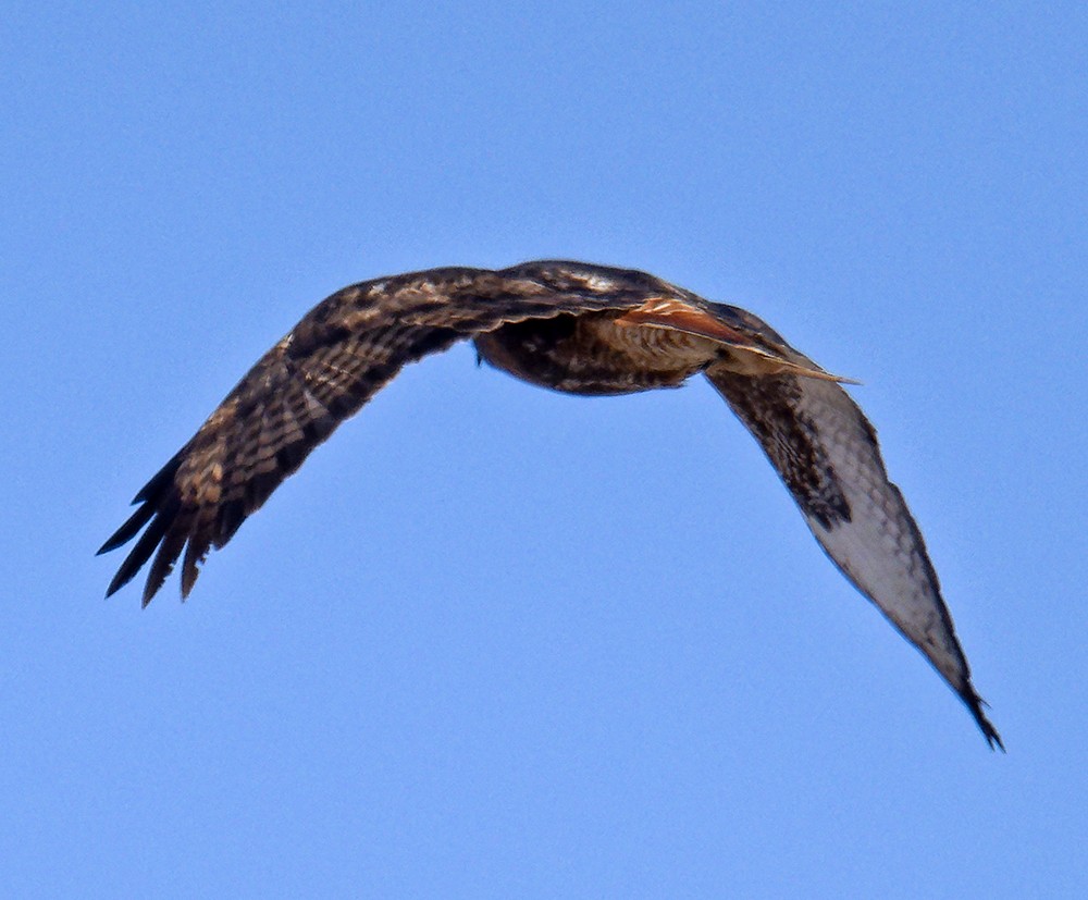 Red-tailed Hawk (calurus/abieticola) - ML639985906