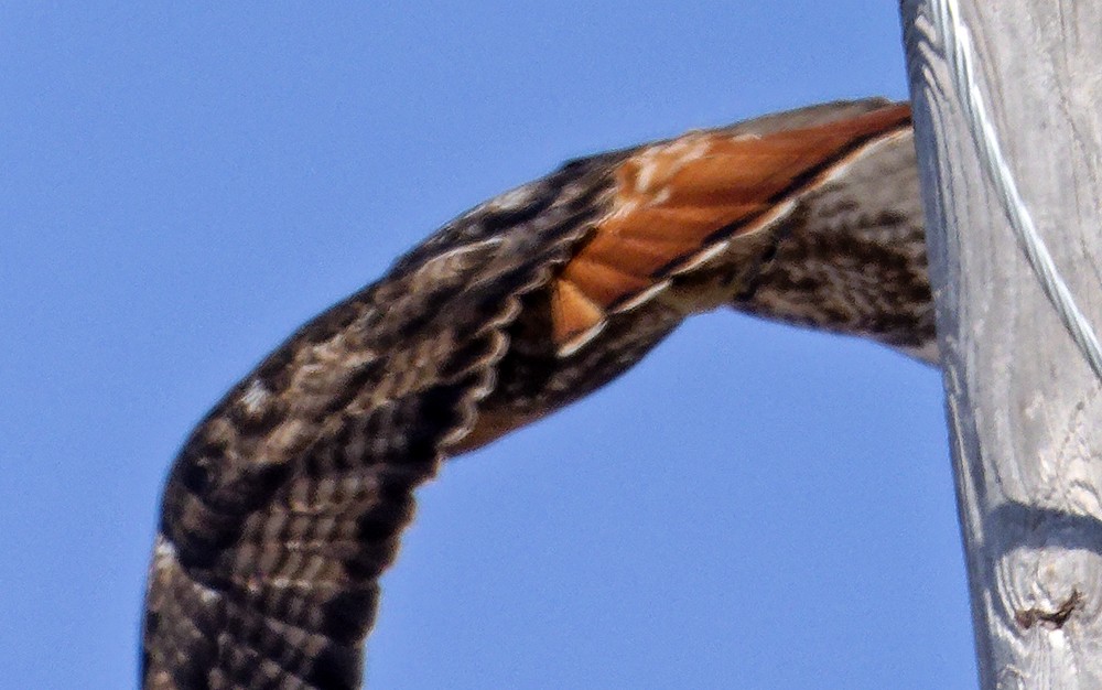 Red-tailed Hawk (calurus/abieticola) - ML639985907
