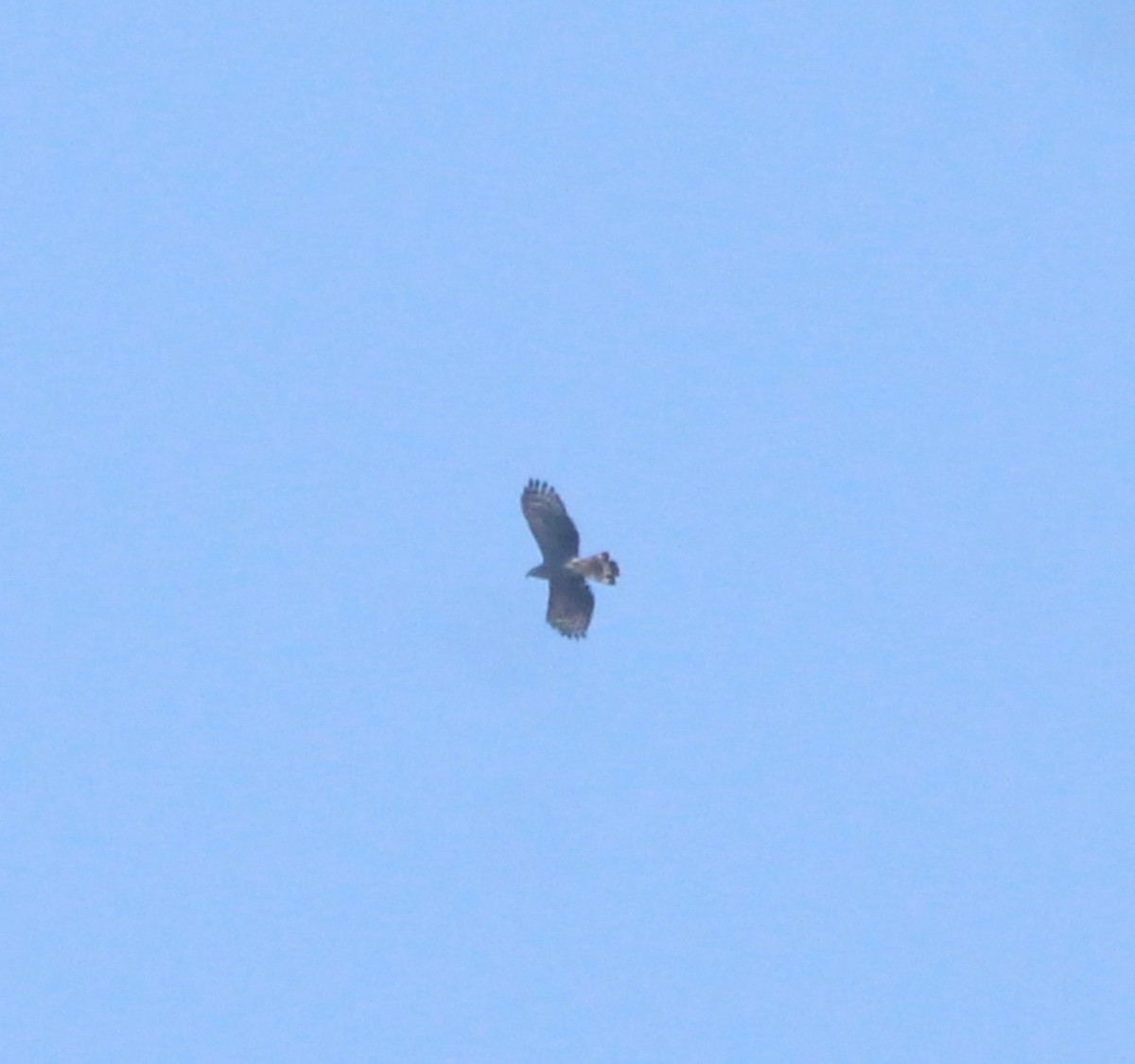 Hook-billed Kite - ML639985918