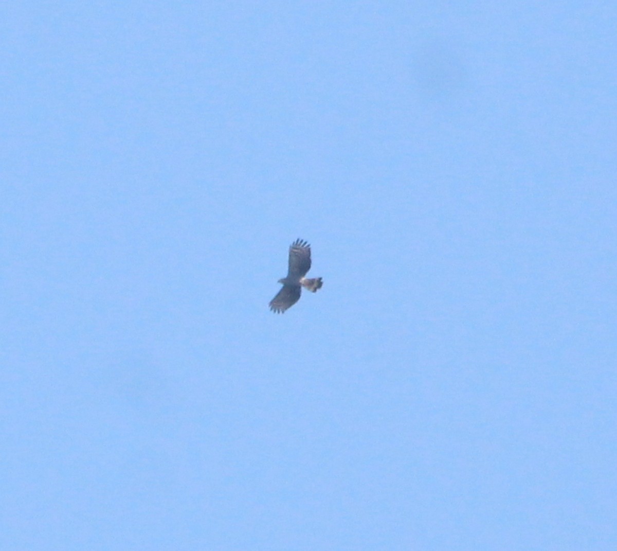 Hook-billed Kite - ML639985919