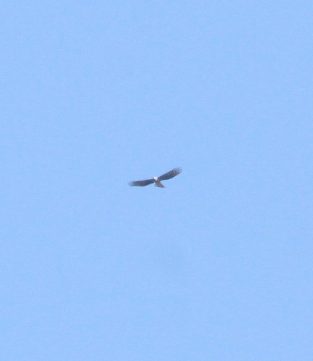 Hook-billed Kite - ML639985920