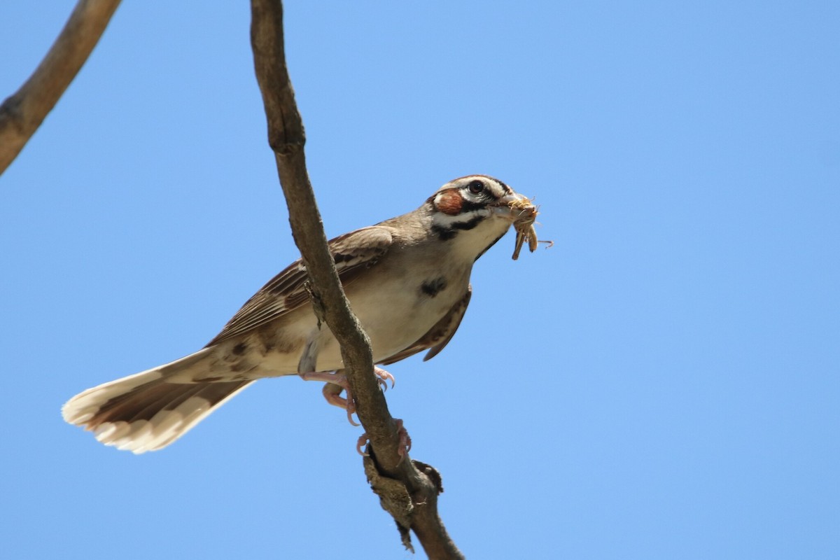 Lark Sparrow - ML639985996