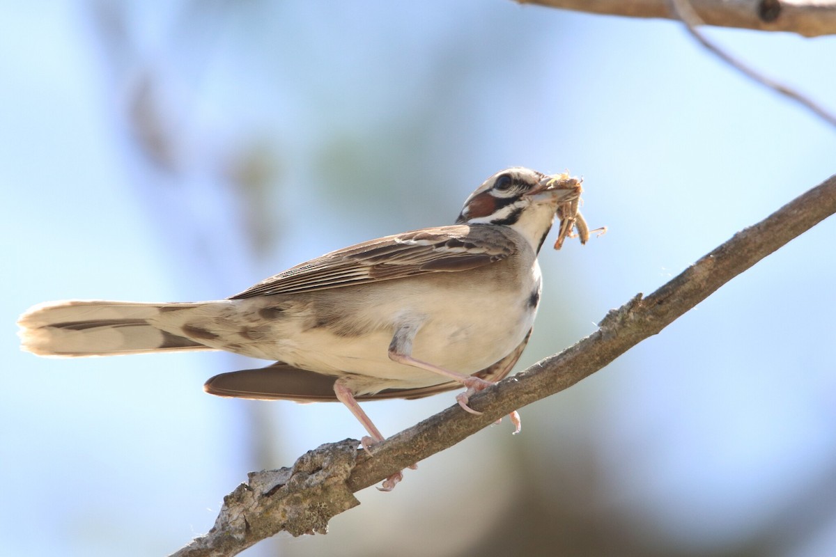 Lark Sparrow - ML639985997