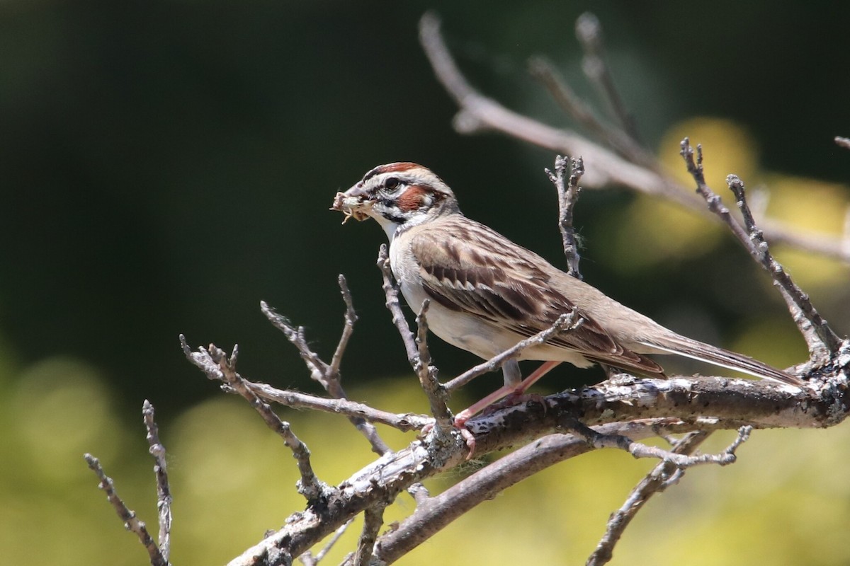 Lark Sparrow - ML639985998
