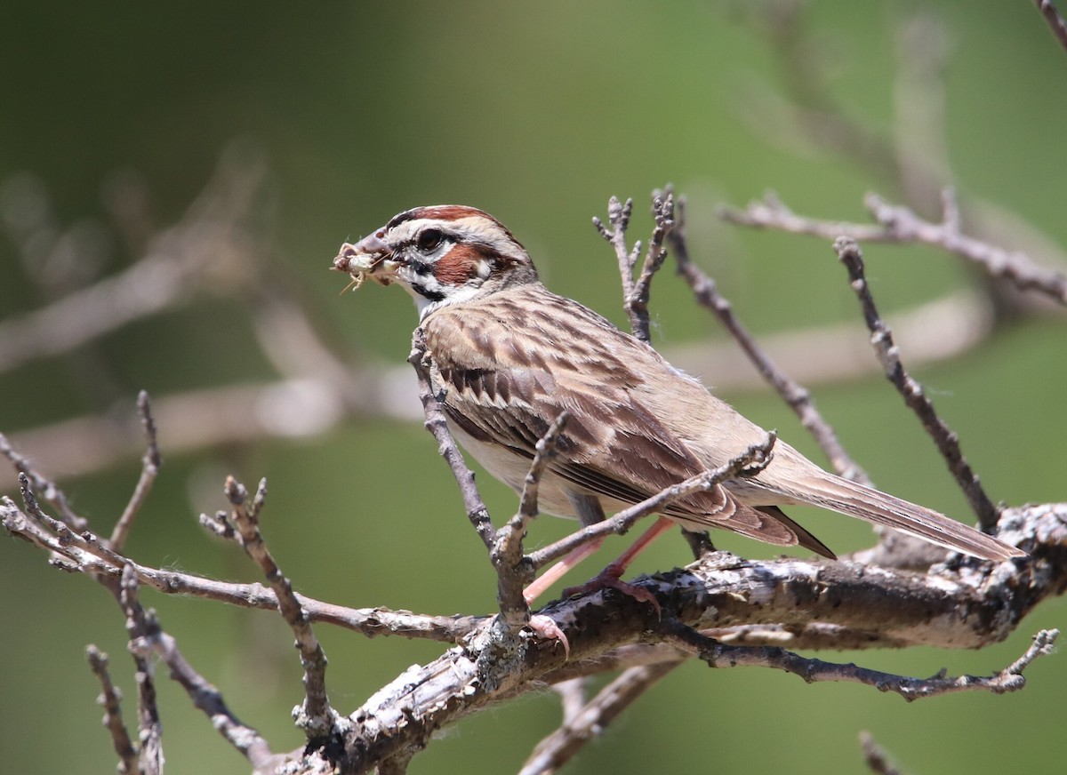 Lark Sparrow - ML639985999