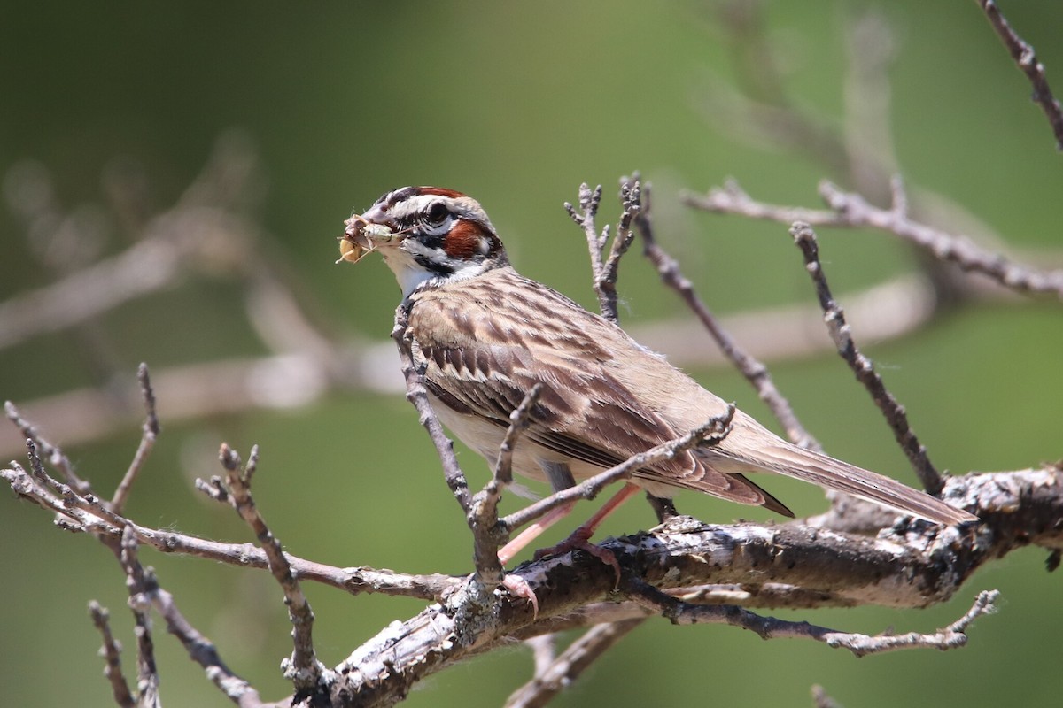 Lark Sparrow - ML639986000