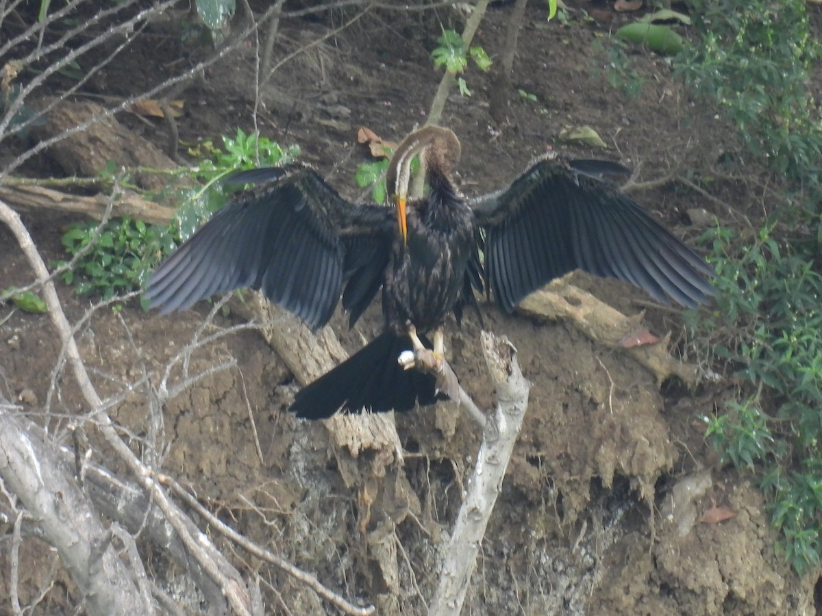 アジアヘビウ - ML639986010