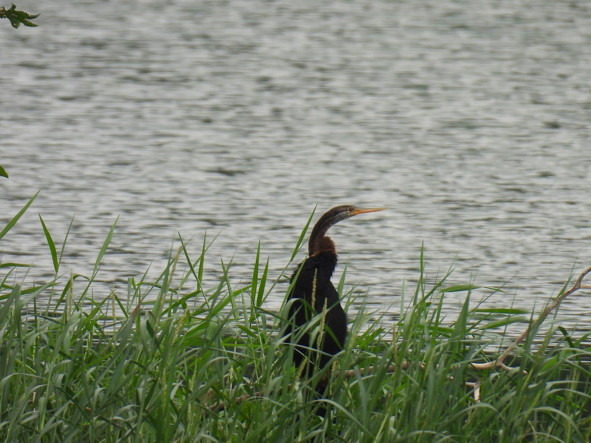 アジアヘビウ - ML639986016