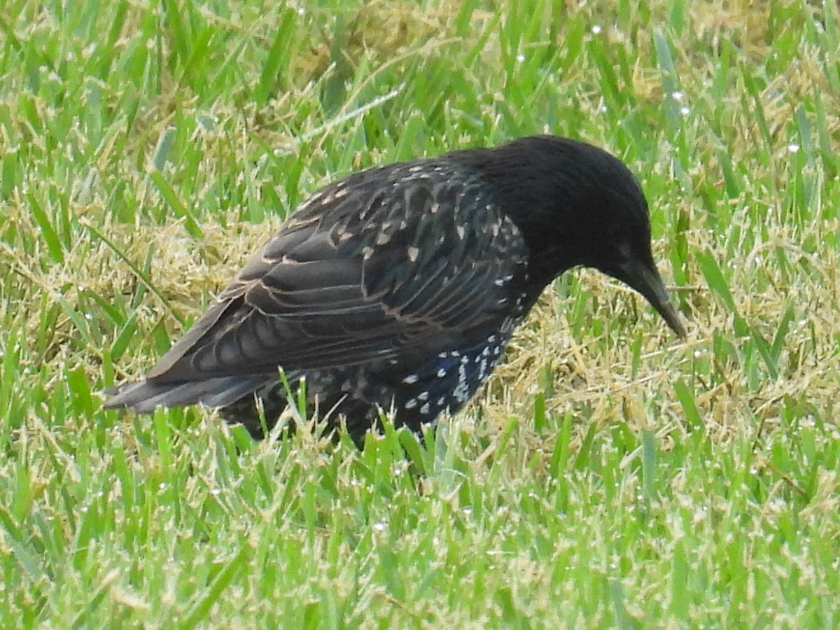 European Starling - ML639986028