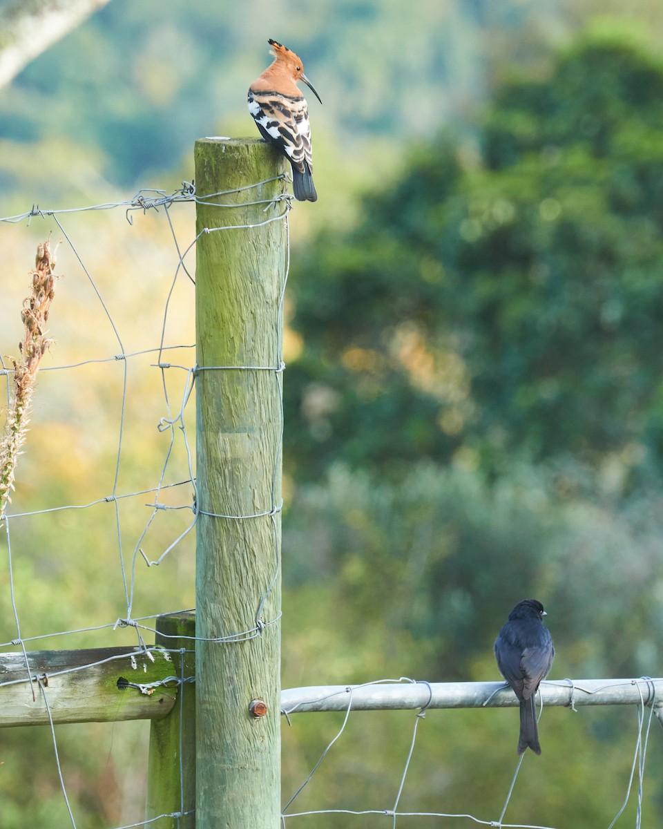 Drongo Ahorquillado - ML639986059