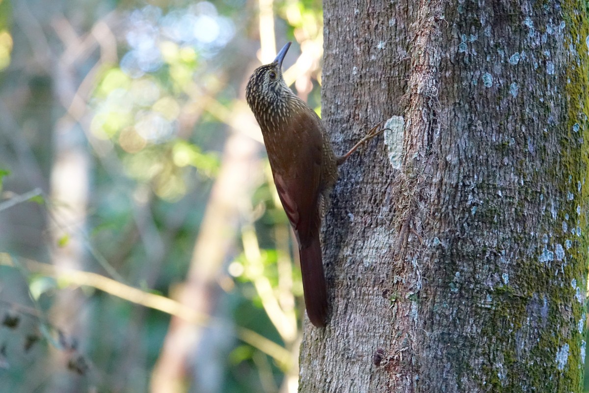 Planalto Woodcreeper - ML639986061