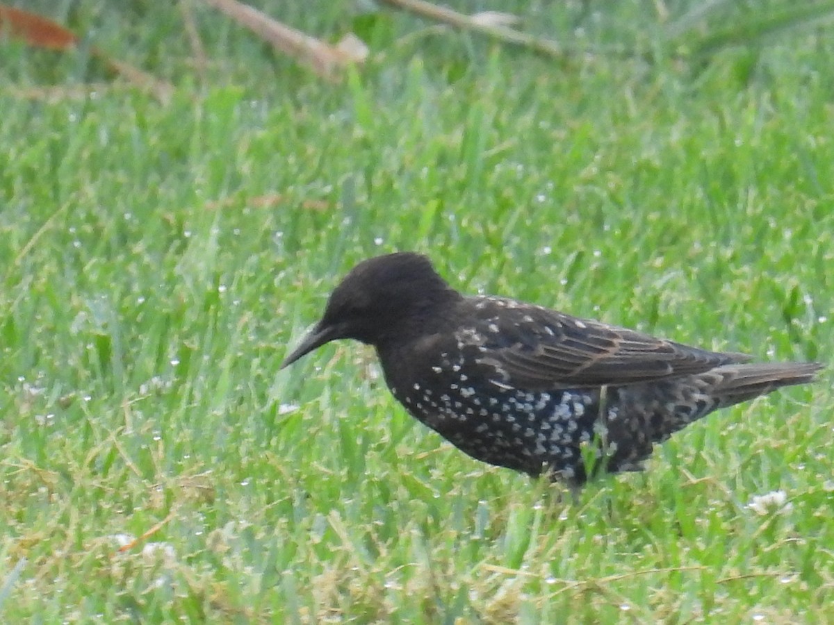 European Starling - ML639986076