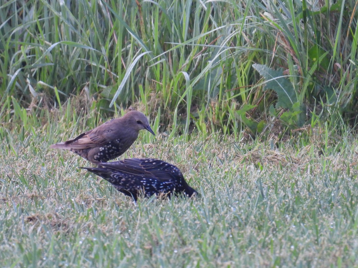 European Starling - ML639986077