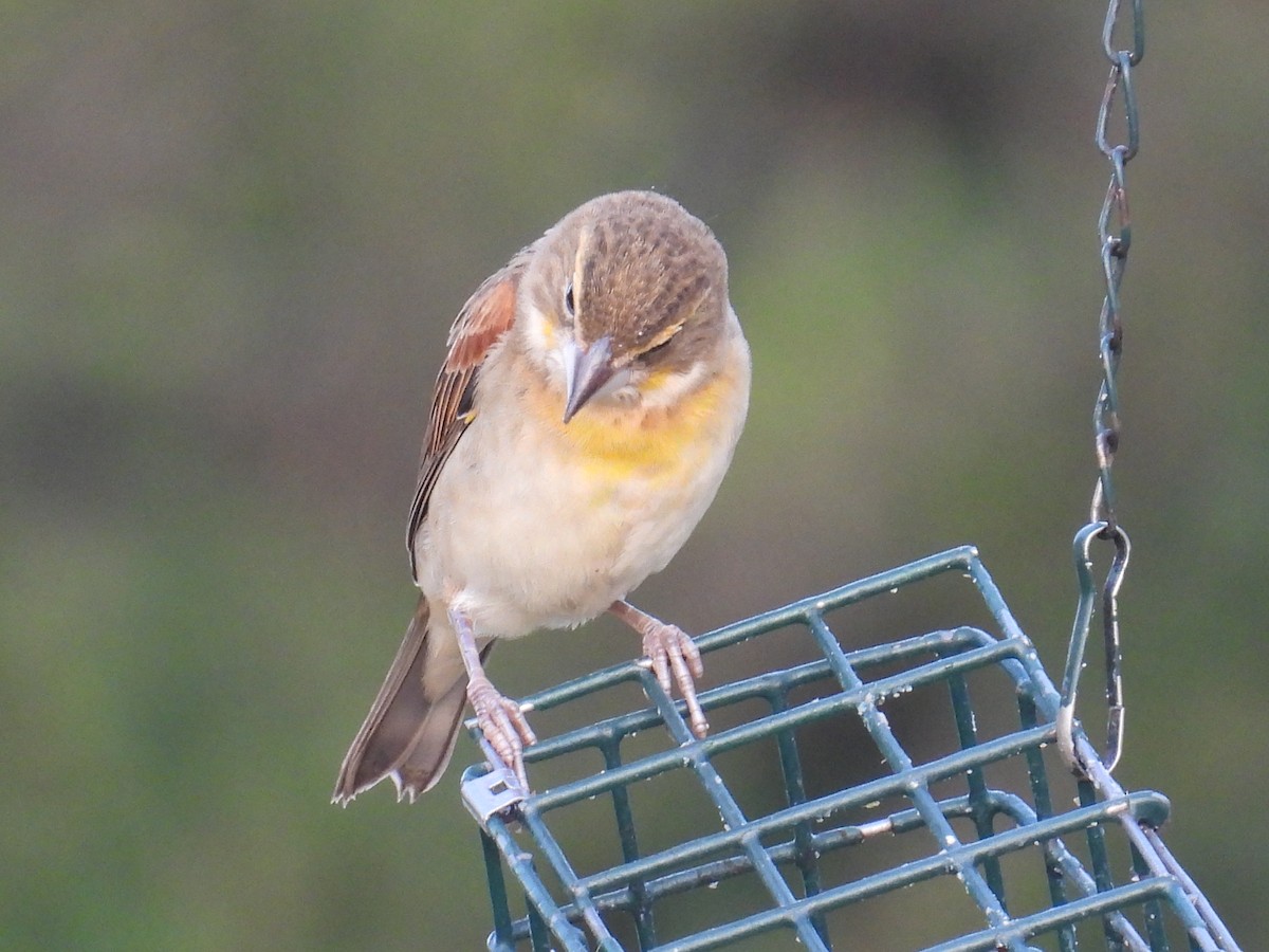 Dickcissel - ML639986090