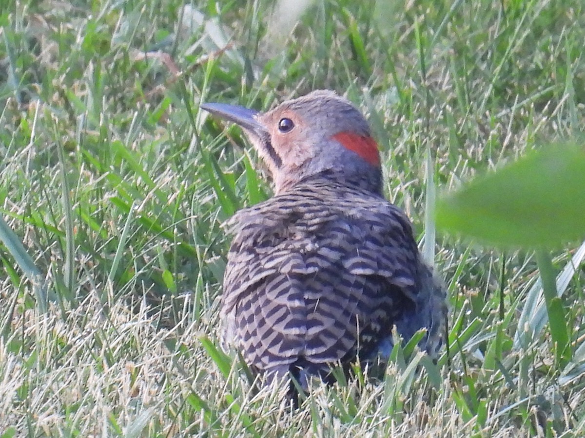 Northern Flicker - ML639986119