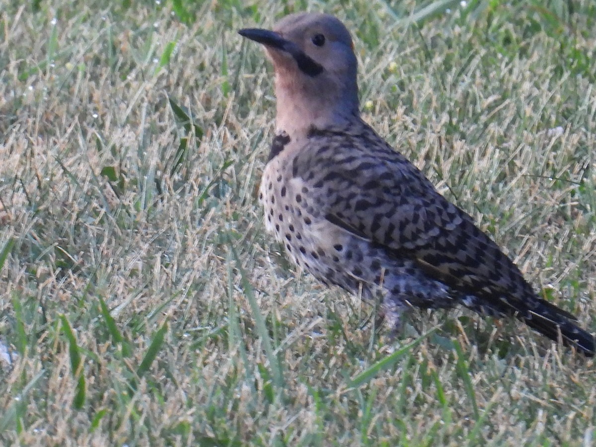 Northern Flicker - ML639986120