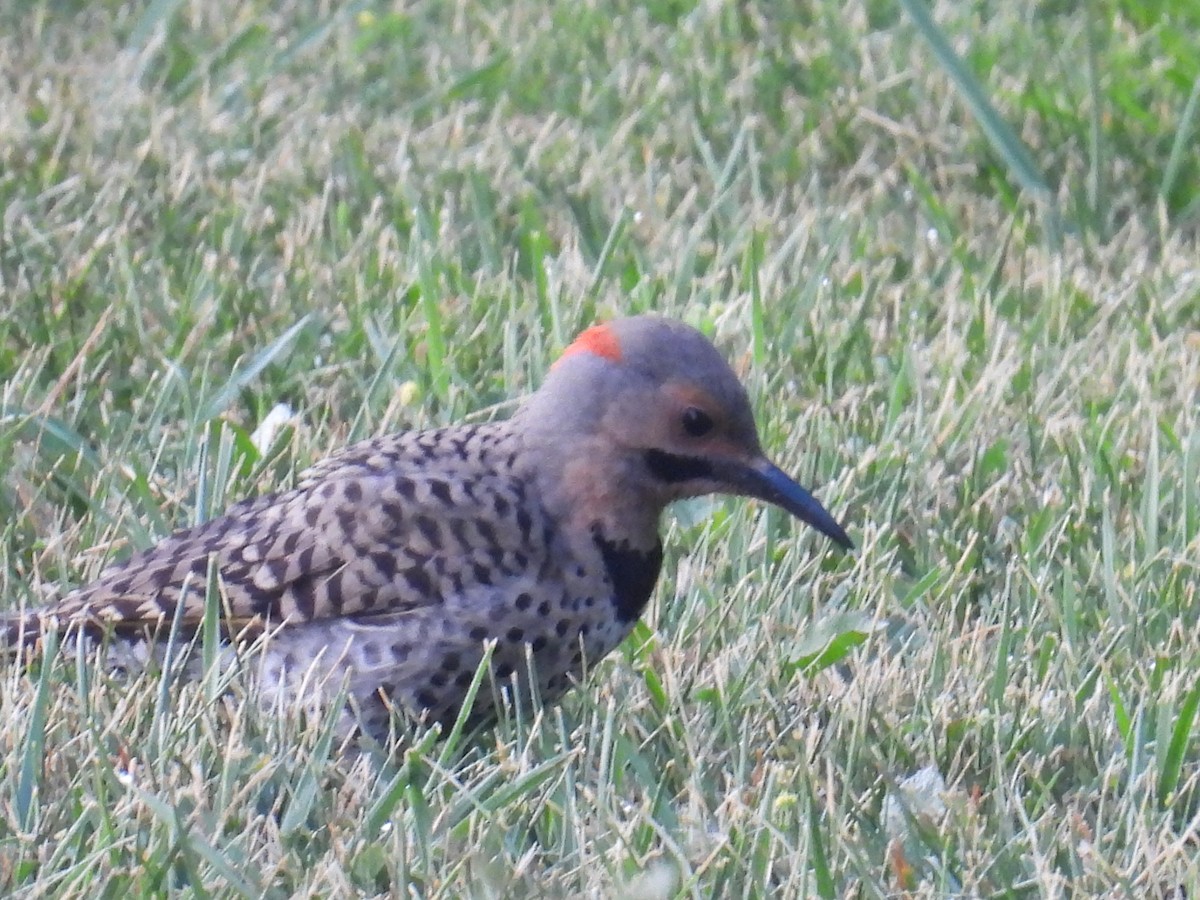 Northern Flicker - ML639986121