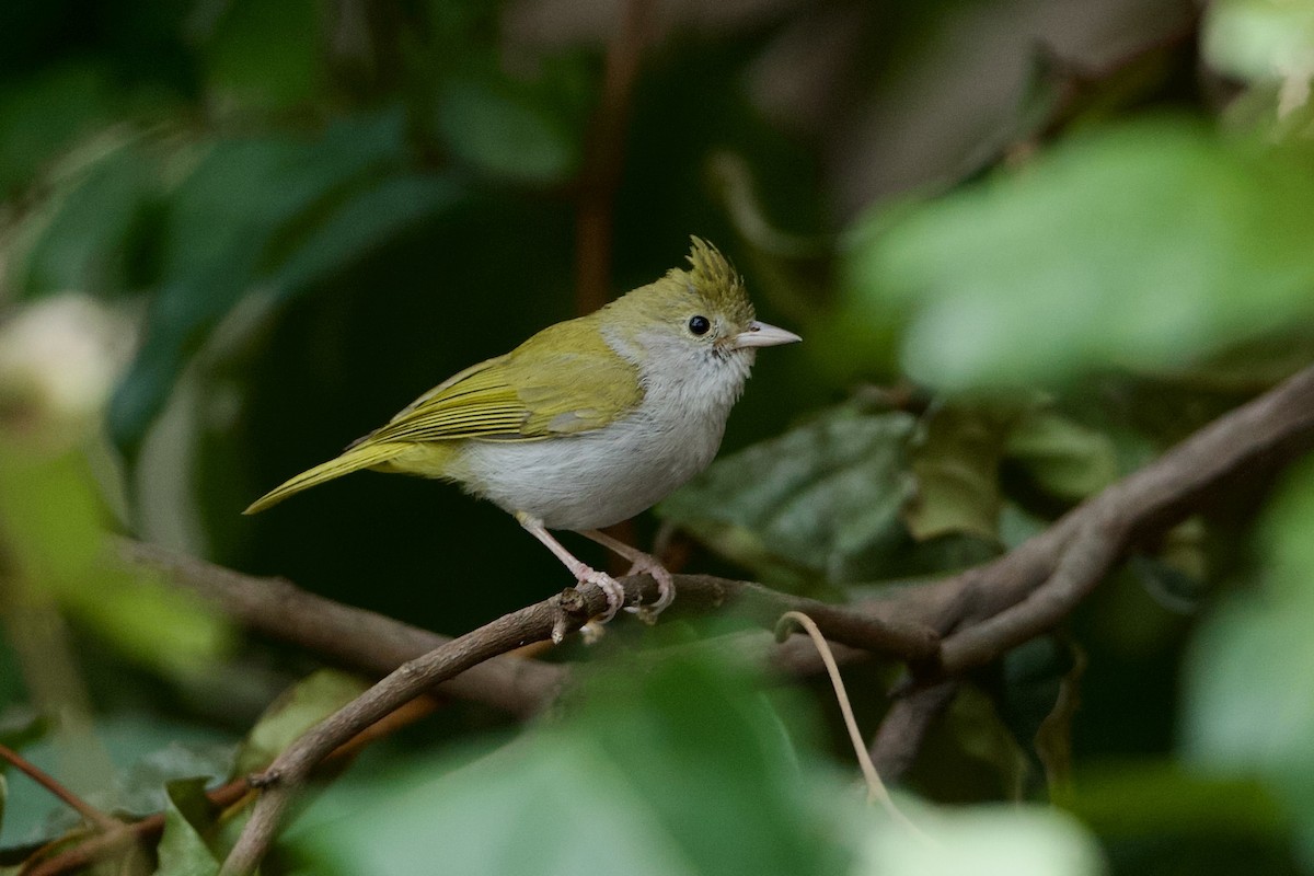 White-bellied Erpornis - ML639986122
