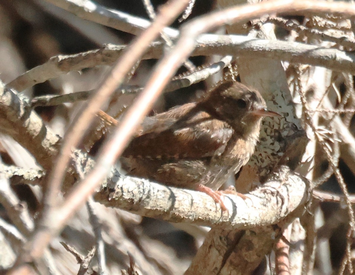 Winter Wren - ML639986142