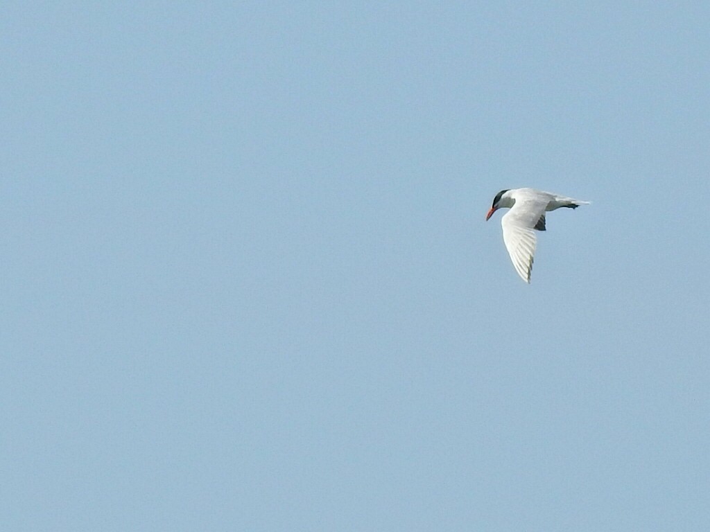 Caspian Tern - ML639986170