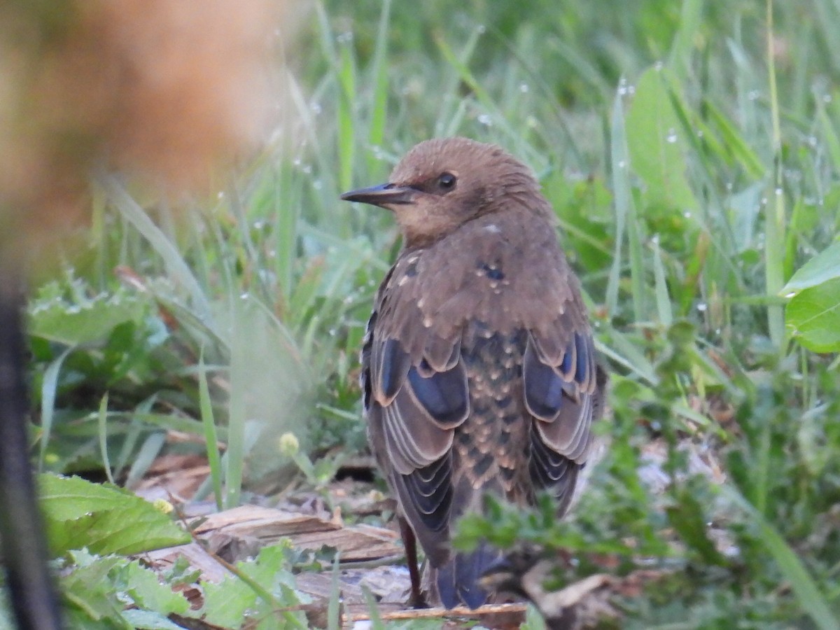 European Starling - ML639986171