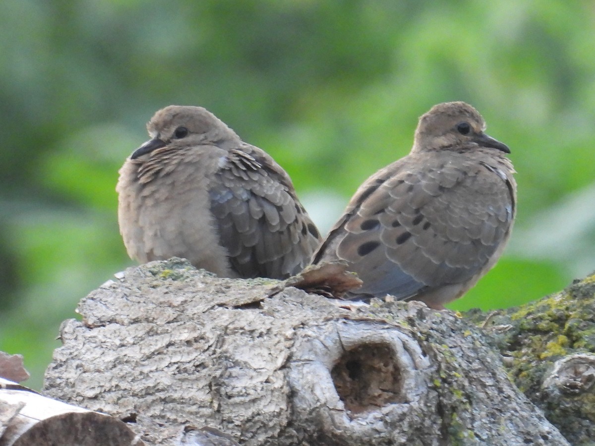 Mourning Dove - ML639986178