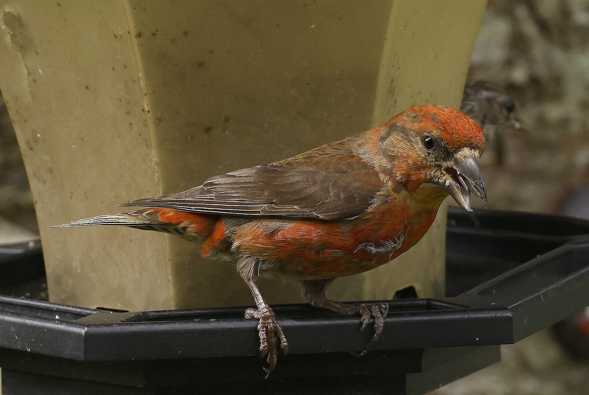 Red Crossbill - ML639986196