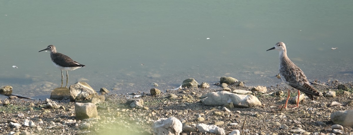 Green Sandpiper - ML639986205