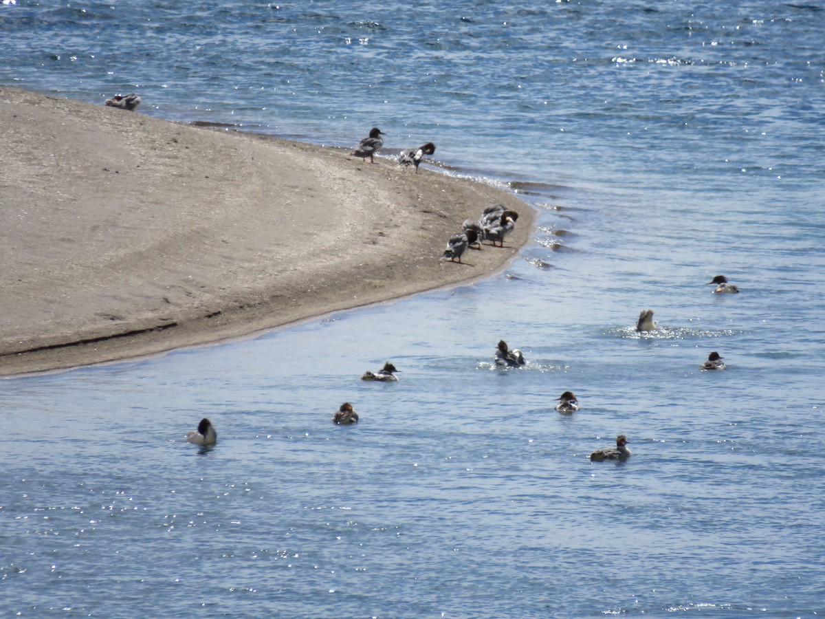 Common Merganser - ML639986217