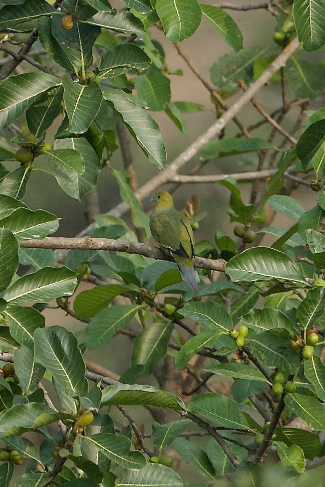 Pin-tailed Green-Pigeon - ML639986218