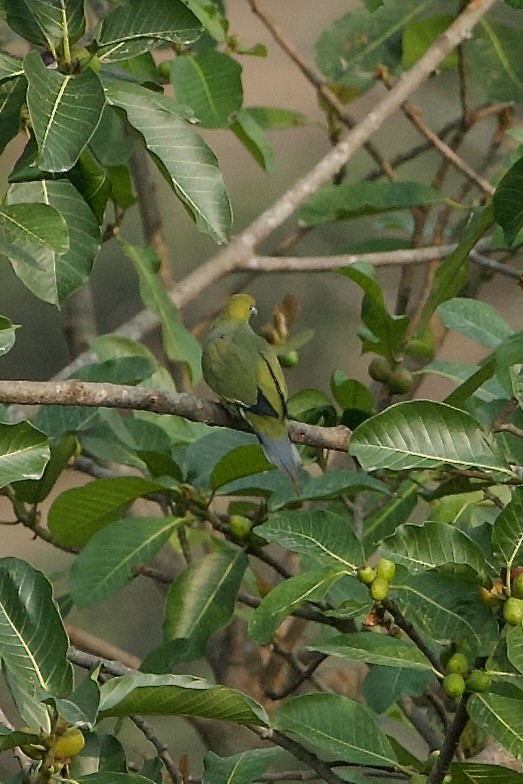 Pin-tailed Green-Pigeon - ML639986219